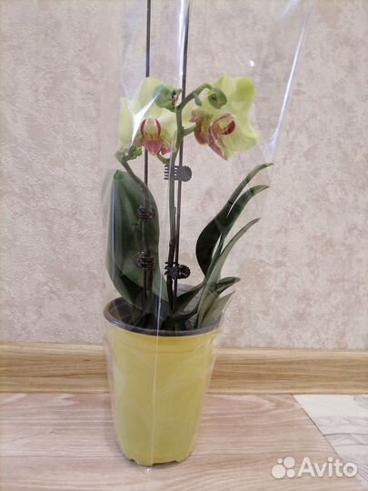 Орхидея фаленопсис