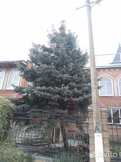 Ель голубая, на спил