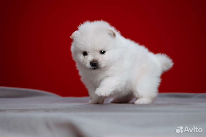 Щенки шпица