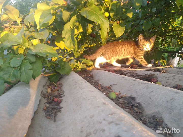 Кошечка в добрые руки