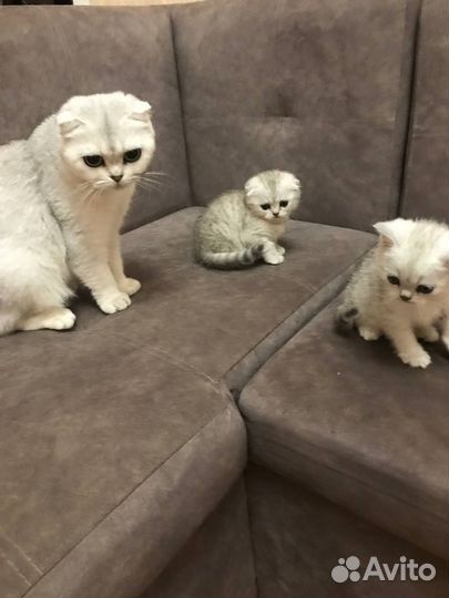 Шотландские котята