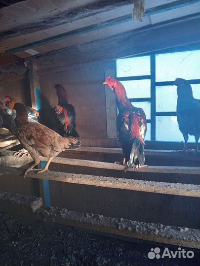 Бойцовые петухи