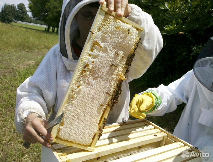 Мед натуральный алтайский опт