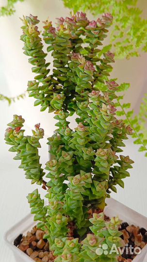 Суккуленты - крассулы, седум