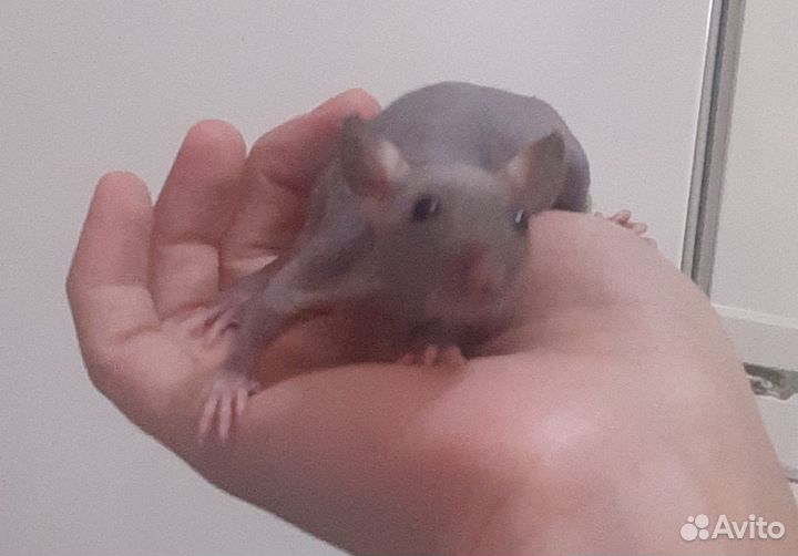 Крыса сфинкс (голая, лысая)