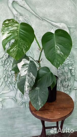 Монстера альба