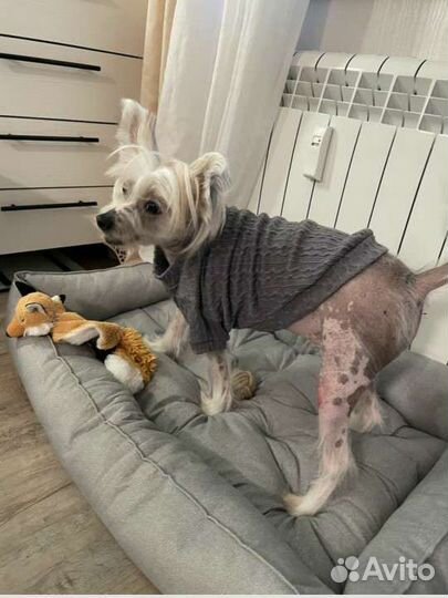 Лежанка для собак