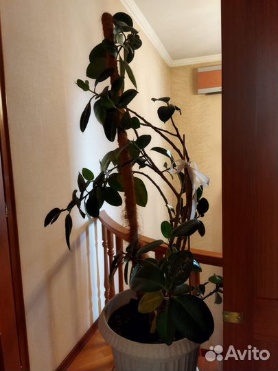 Фикус большой