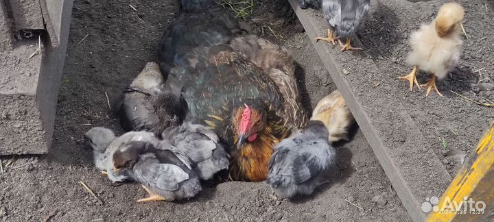 Наседка с цыплятами