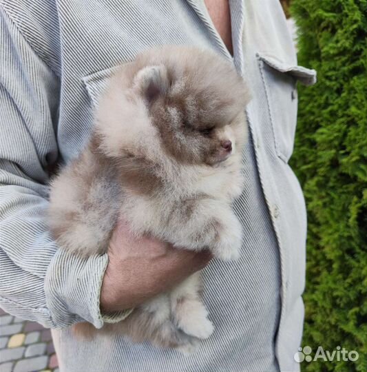 Типаж медвежий мерле