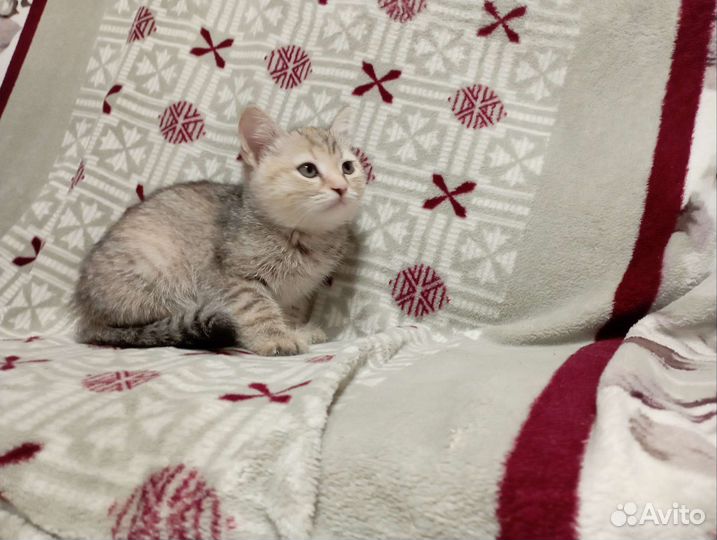 Котята британцы