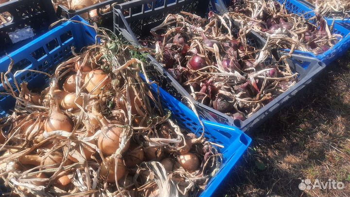 Свекла,кабачки,лук,свежие домашние