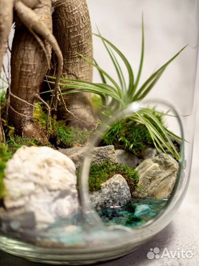 Флорариум. Фикус Гинсенг с озером