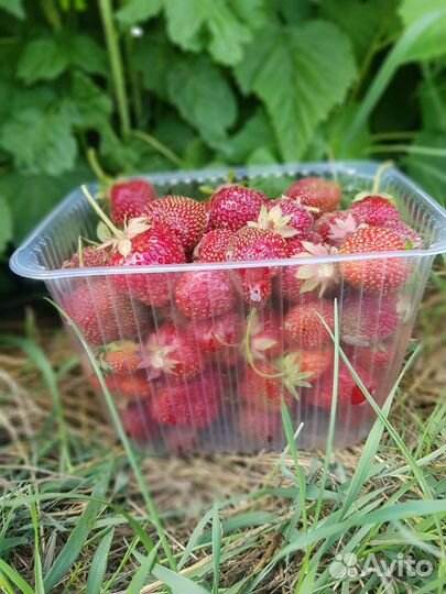 Рассада ремонтантной клубники