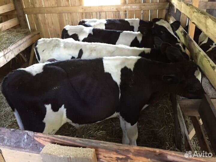 Бычки телята мясного направления