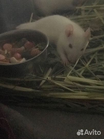 Крыска альбинос