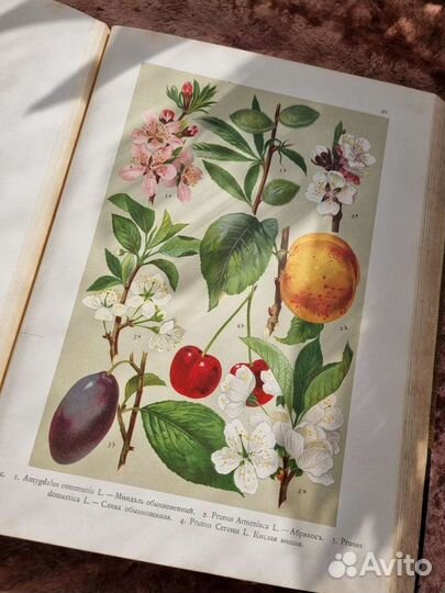 Монтеверде Ботанический Атлас Литографии