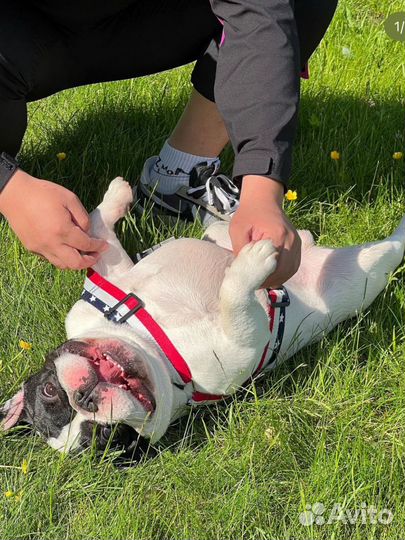 Французский бульдог ищет девушку