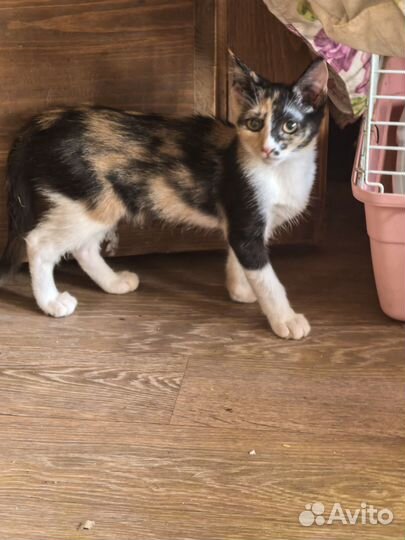 Котята