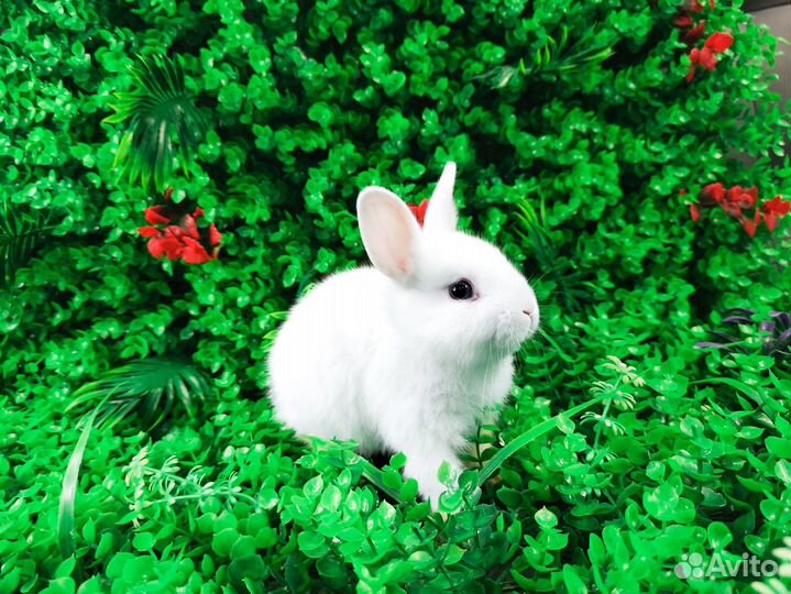 Мини Карликовый кролик - самый маленький