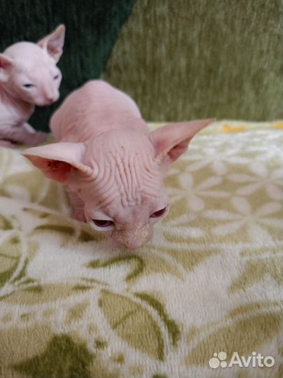 Канадский сфинкс котенок