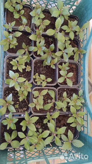 Ахименесы рассада цветов