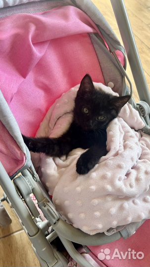 Котята в дар бесплатно