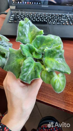 Сортовые фиалки