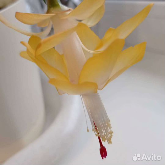 Декабрист белый и красный