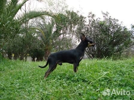 Предлагаю для вязки двух кобелей русский той терье