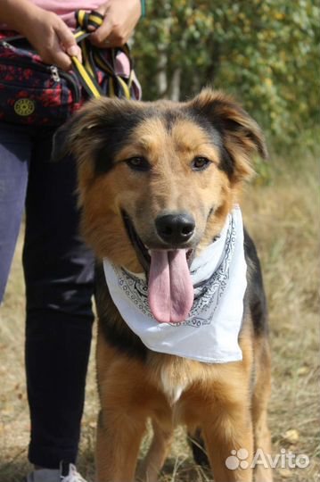 Собака в добрые руки отдам бесплатно