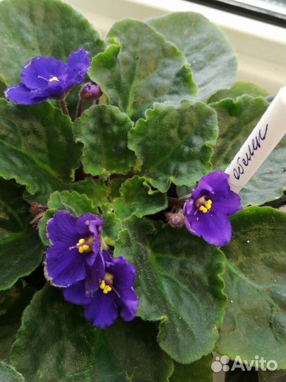 Фиалка, симполия