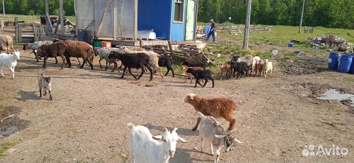 Продажи овец