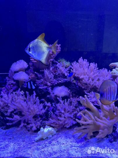 Морской аквариум 400 литров