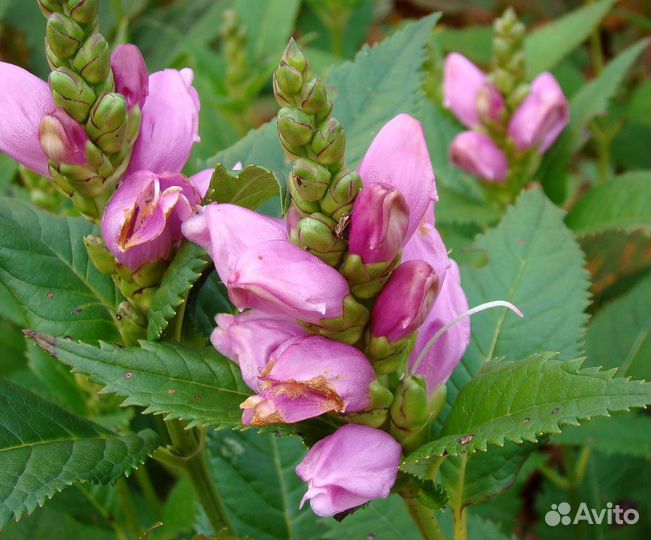 Садовые многолетники осенние