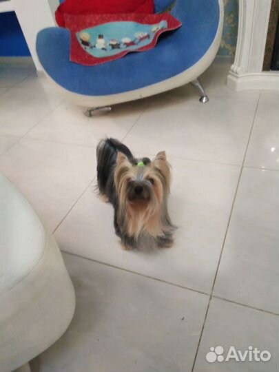 Йоркширский терьер вязка мальчик