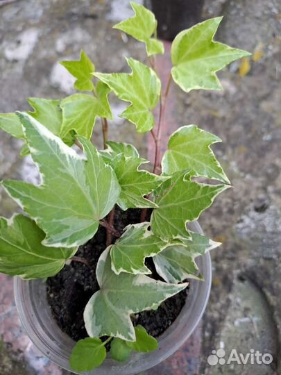 Плющ вечнозеленый пестролистный