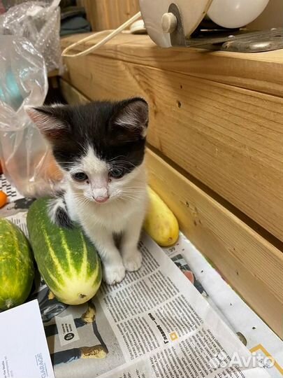 Отдам в добрые руки