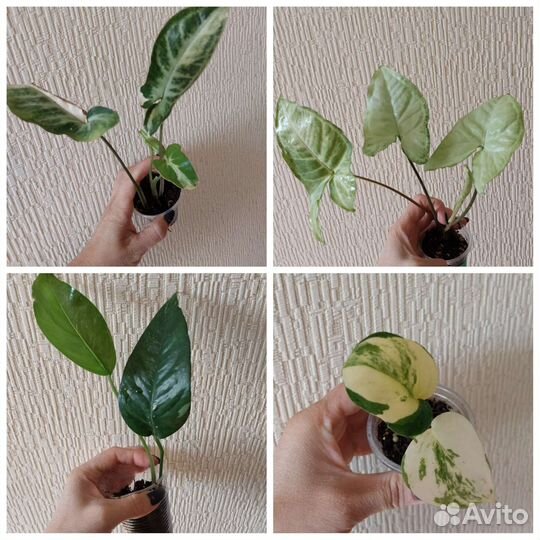 Калатея, аглаонема, ктенанта и др