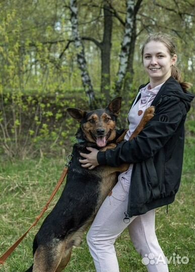 Активный пёс Ричи ищет дом