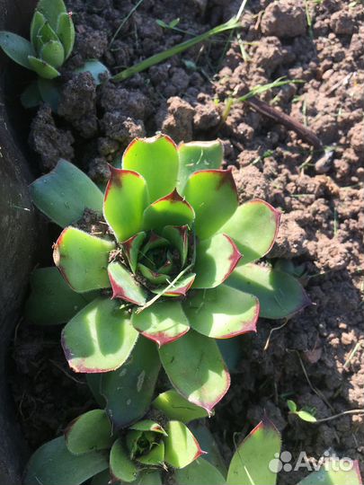 Каменная Роза