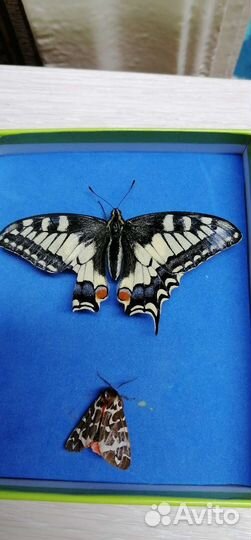 Махаон, размер 9 см