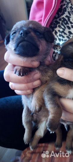 Маленькая собака