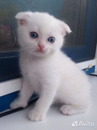 Котенок вислоухий мальчик