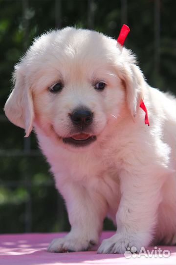 Щенки золотистого (голден) ретривера