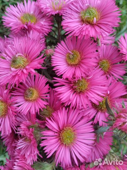 Многолетники для сада цветы