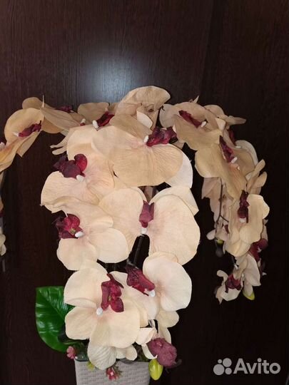 Композиция Орхидея