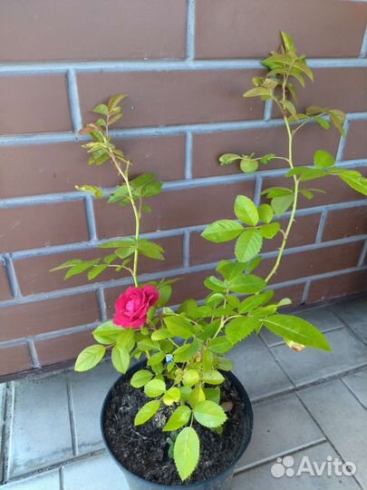 Розы кустовые и плетистые