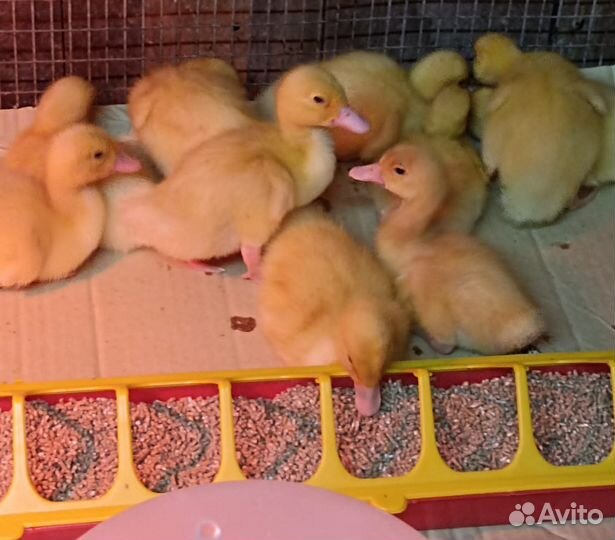 Цыплята бройлера в наличии