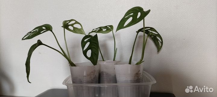 Монстера манки маск